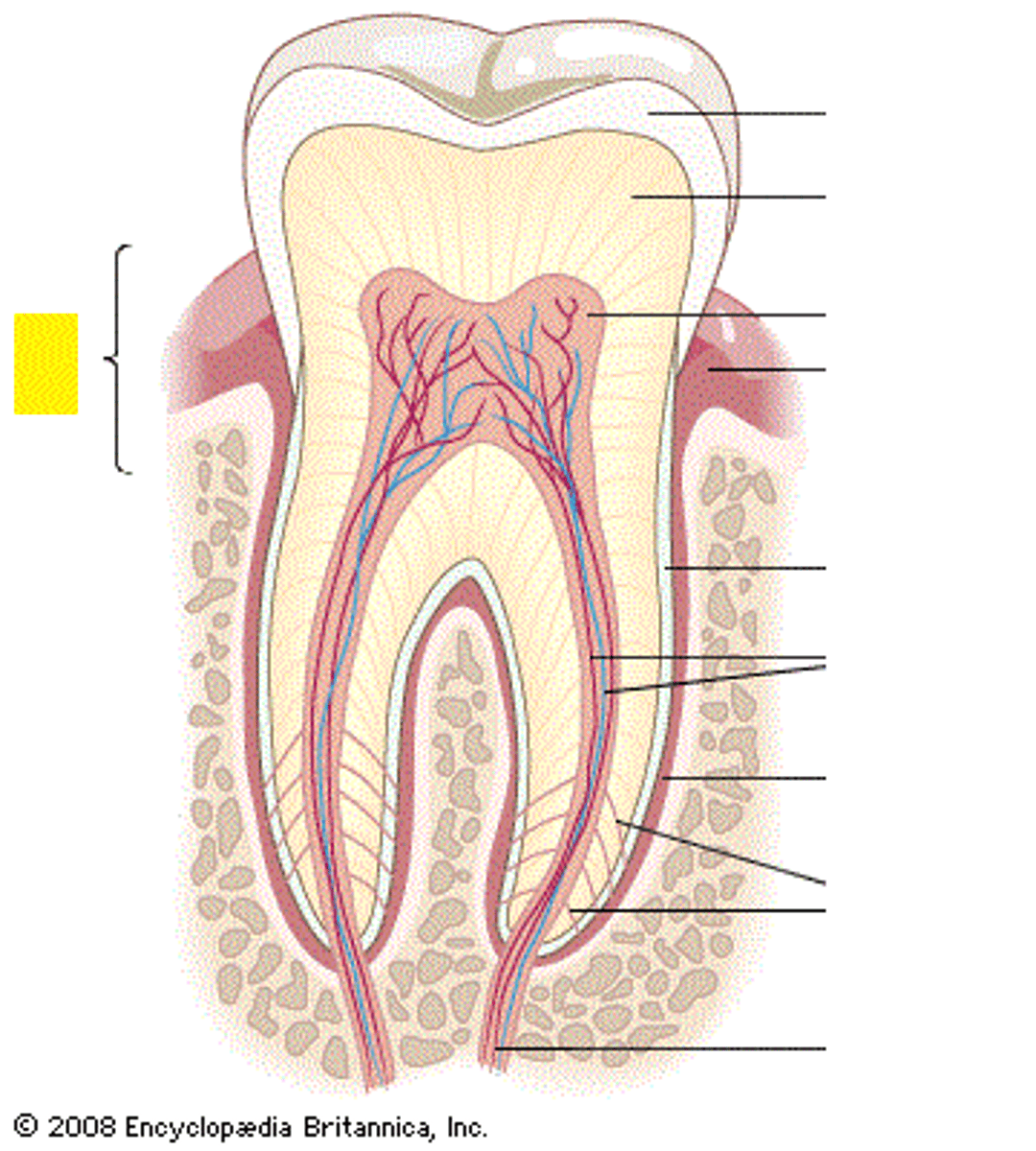 <p>where the crown and root meet</p>