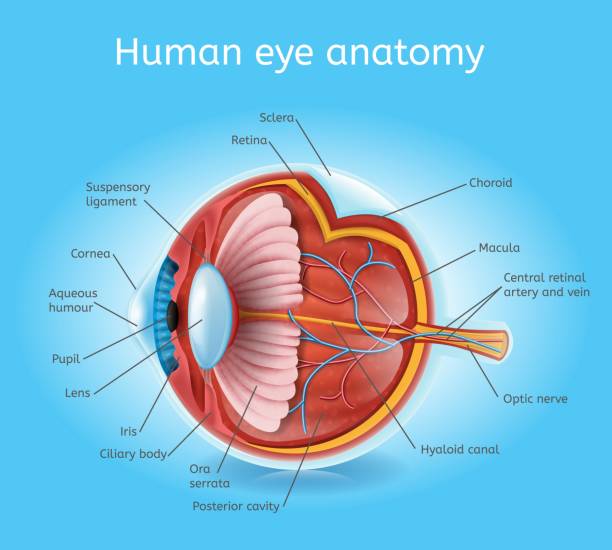 <p>ora serrata w/ ciliary muscles</p>