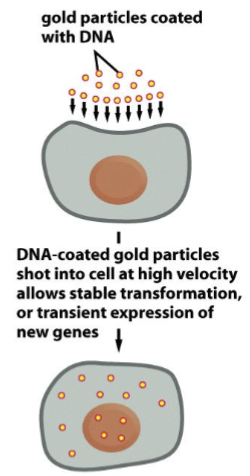 <p>gold particles coated with DNA; and then these DNA-coated gold particles are shot into the cell at high velocity, which allows stable transformation or transient expression of new genes</p>