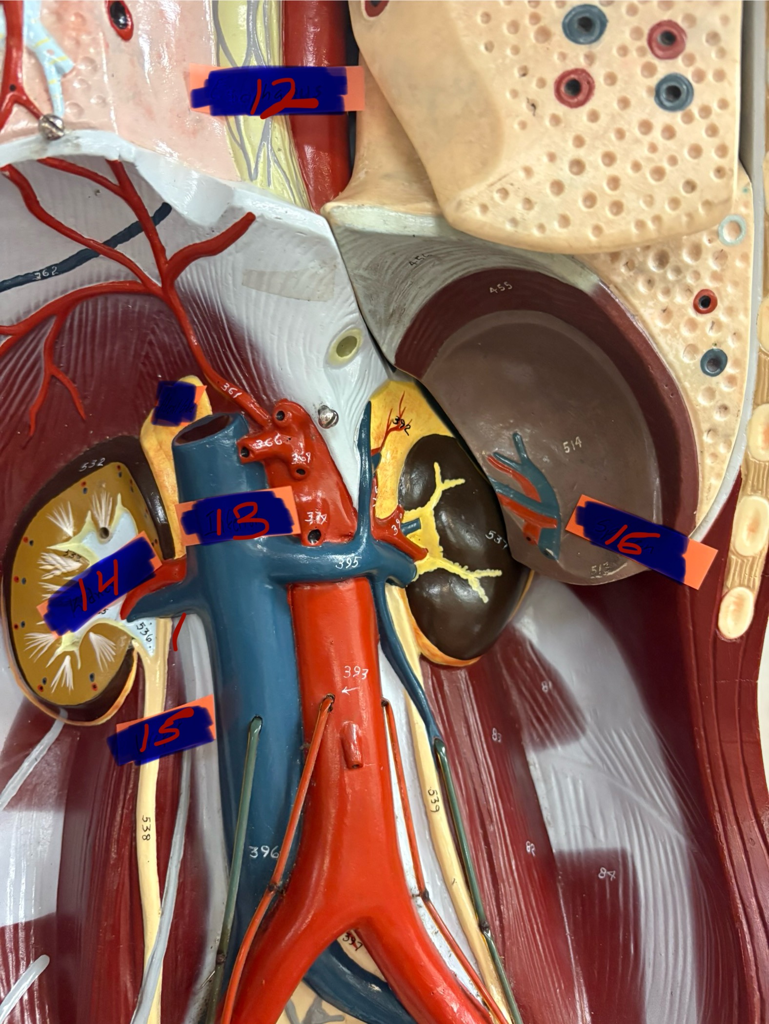 <p>What is the organ for number 13? And what organ system is it apart of?</p>