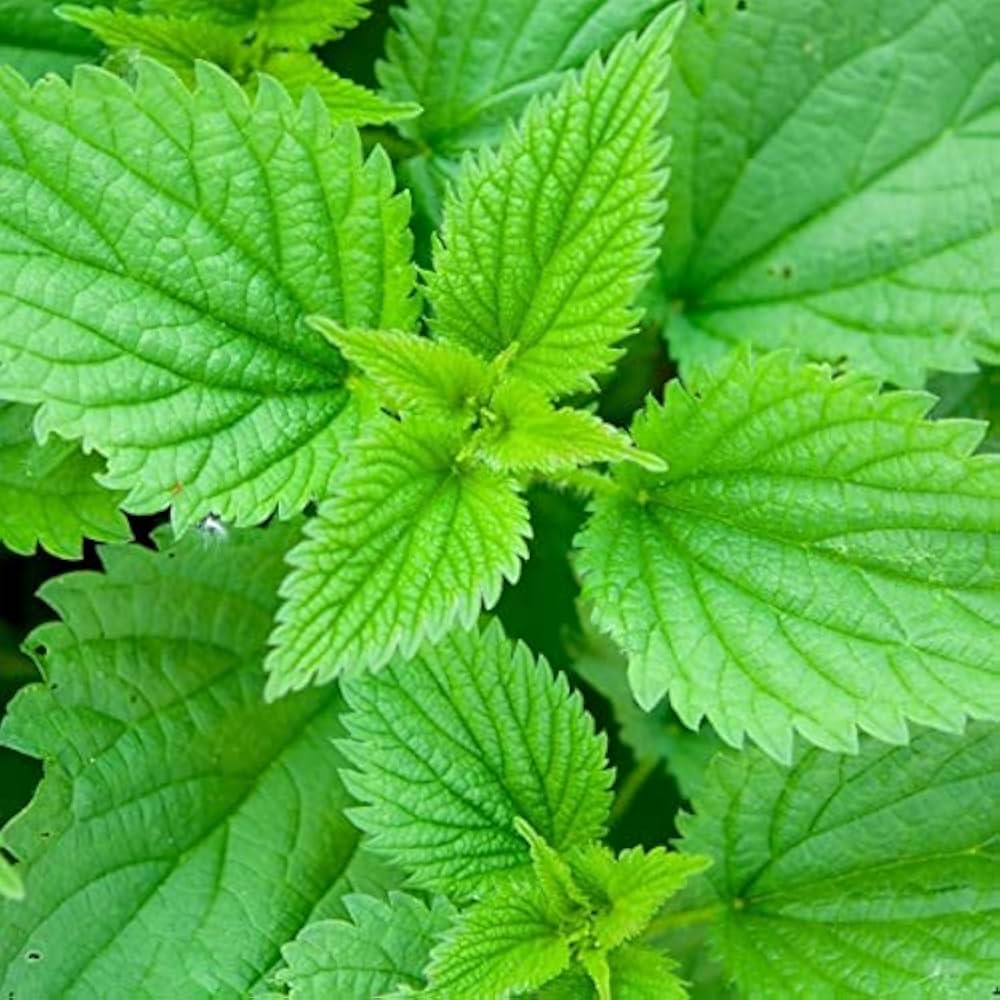 <p>Common stinging nettle - <em>Urtica dioica</em></p>