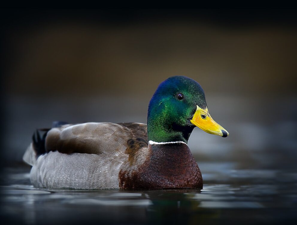 <p>What bird is this?</p>
