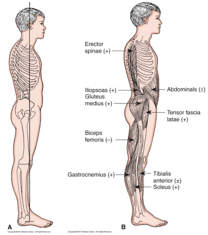 <p>body alignment can minimize effect of gravitational forces</p><p>muscle tone keeps body from collapsing in response to pull of gravity</p>