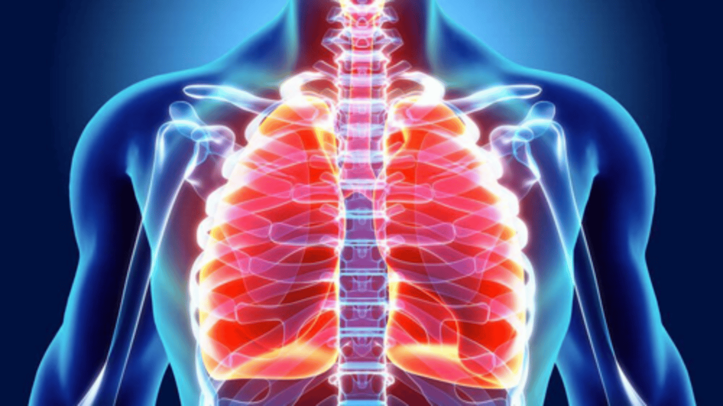 <p>They contain smooth muscle cells that contract or relax to adjust the diameter of the airways.</p>