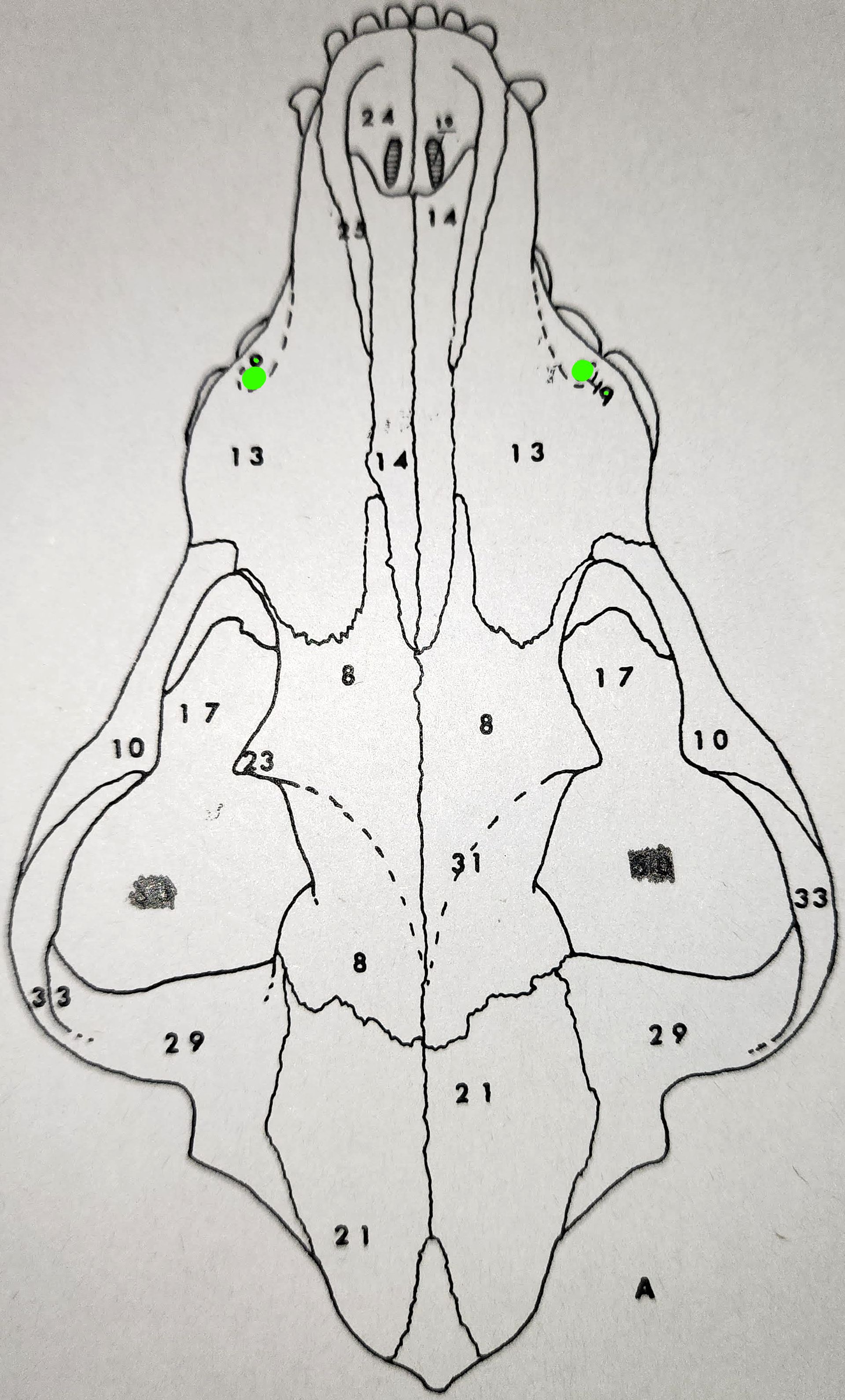 knowt flashcard image