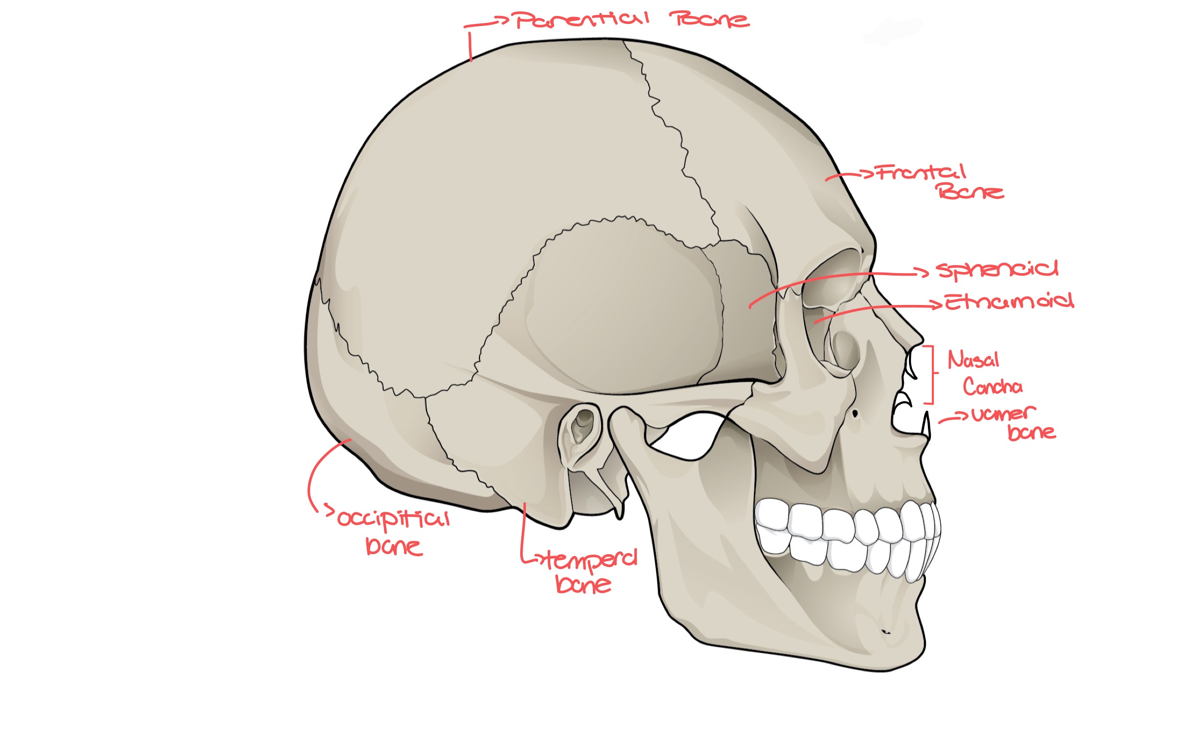 <ul><li><p>Frontal</p></li><li><p>Parental</p></li><li><p>Occipital</p></li><li><p>Temporal</p></li><li><p>Sphenoid</p></li><li><p>Vomer</p></li><li><p>Inferior Nasal concha</p></li></ul>