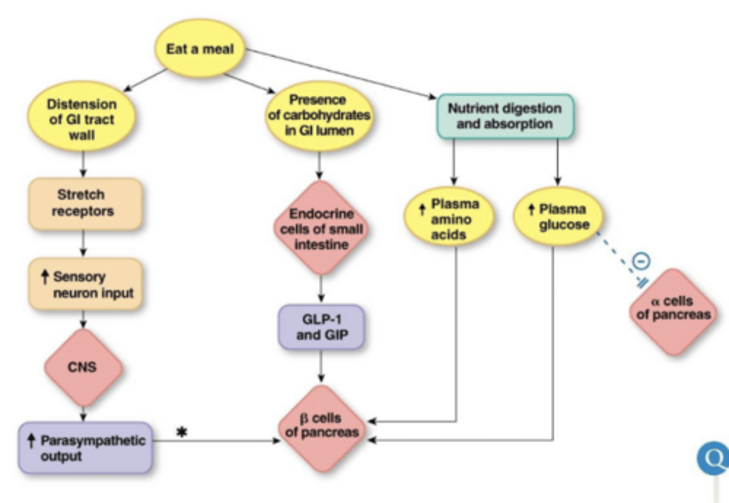 <p>what signals stimulate insulin and glucagon secretion?</p>