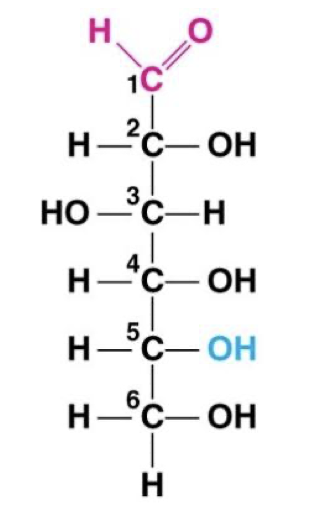 <p>Monomer: monosaccharide</p>