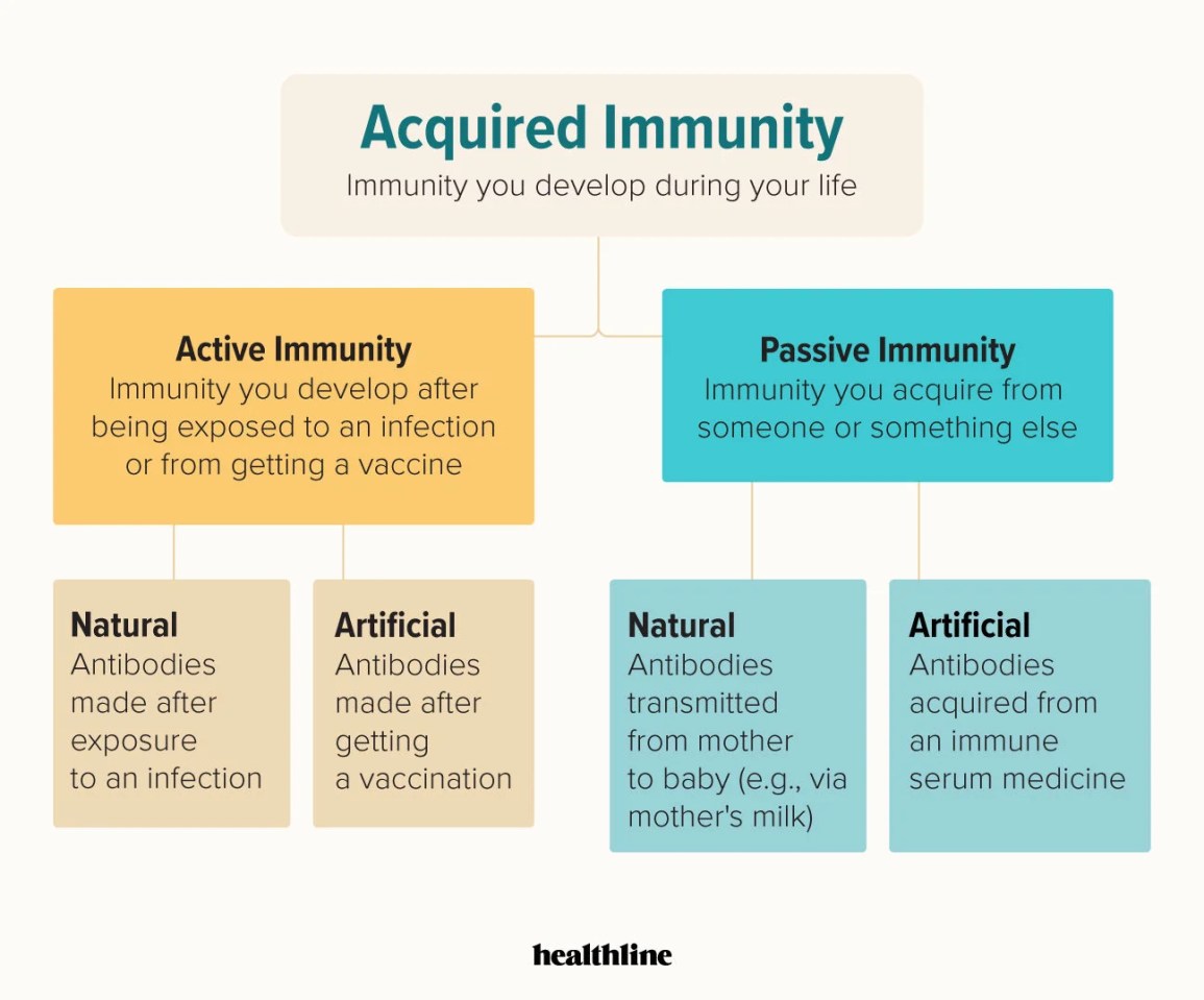 <p>The two types of immunity</p>