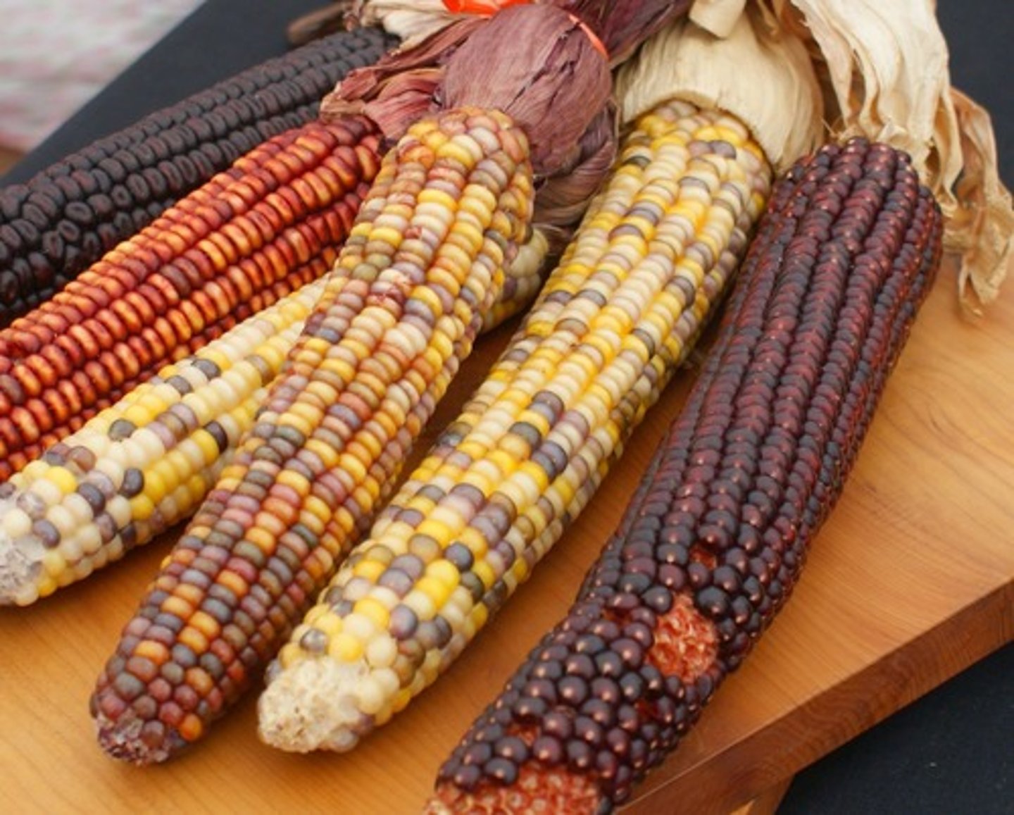 <p>An early form of corn grown by ancient Mesoamericans</p>