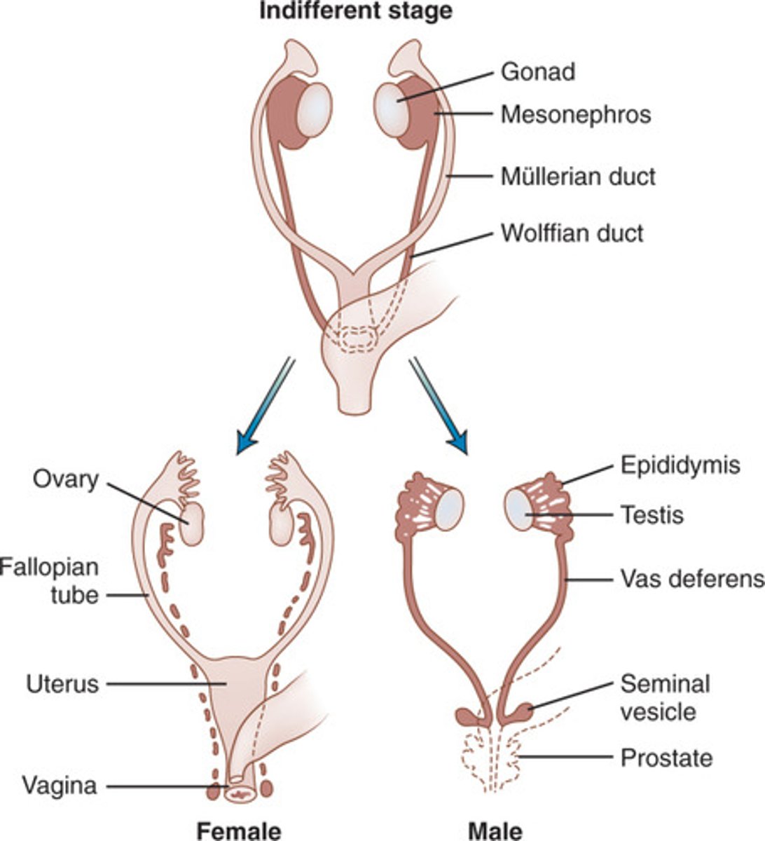 <p>- female reproductive tract progenitor</p><p>- differentiates into oviduct, uterus, cervix, and vagina</p>