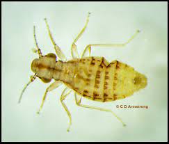Order of bark lice, booklice
