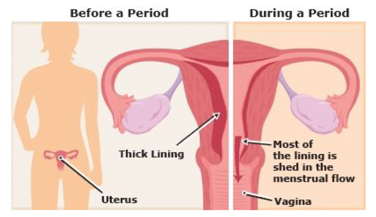 <ul><li><p>the process of discharging blood from the lining of the uterus</p></li><li><p>starts in puberty until menopause except during pregnancy</p></li><li><p>periods are monthly and last for 3-7 days</p></li></ul><p></p>