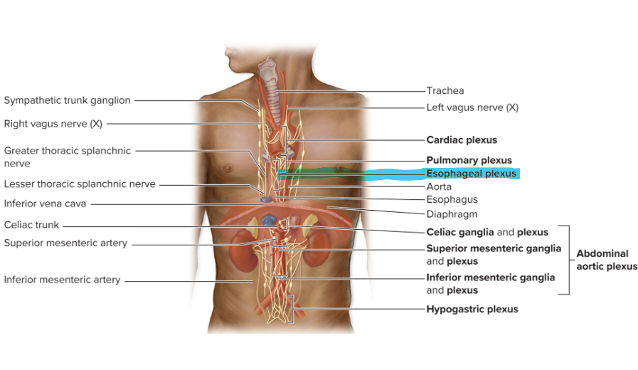 <p>includes:</p><ul><li><p><strong>sympathetic </strong>axons from cervical and thoracic trunk <strong>(decrease motility)</strong></p></li><li><p><strong>parasympathetic </strong>axons from vagus nerve <strong>(coordinate opening of cardiac sphincter with swallowing)</strong></p></li></ul><p></p>