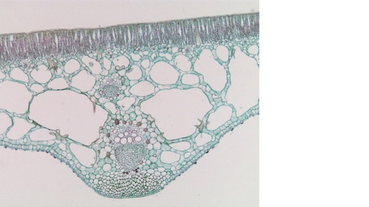 <p><span>To what type of environmental conditions is the leaf shown on the slide adapted to?</span></p><ul><li><p>Hydrophytic</p></li><li><p>Xerophytic</p></li><li><p>Mesophytic</p></li></ul><p></p>