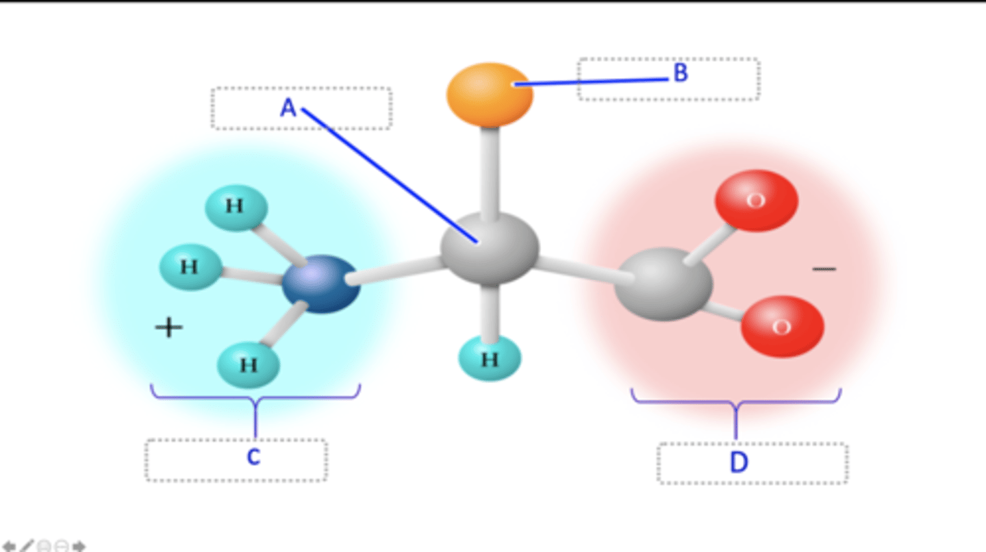 <p>The diagram below is of the structure of a prototypical amino acid. The different parts of this structure are labelled A - D. Match each label (A - D) of the parts of the structure of an amino acid shown on the left-hand side below with the correct name of the part from the dropdown options on the right-hand side below.</p>