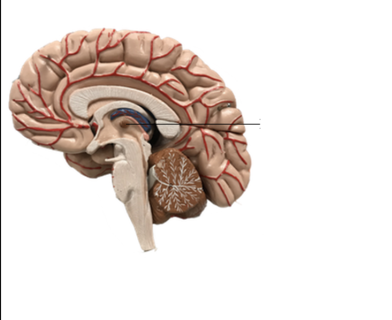 <p>What structure of the brain is this?</p>