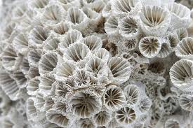 <p>What is a polyp on a coral</p>