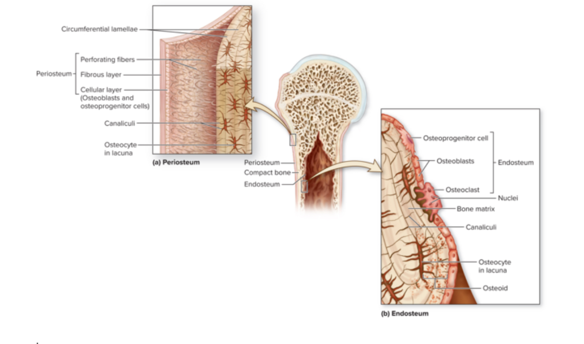 <p>Epiphyseal line</p>