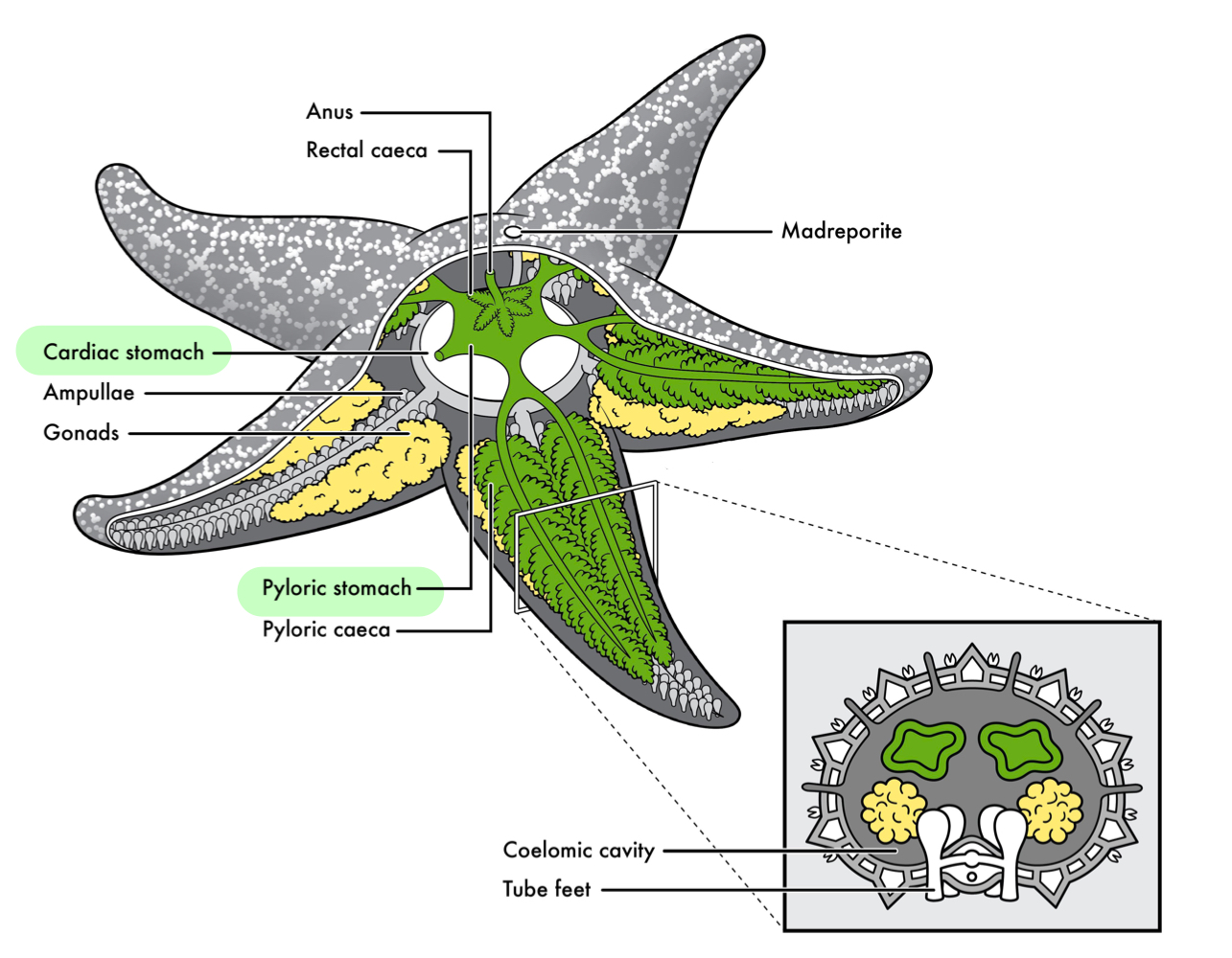 <p>Part of digestive system where food is transferred after its placement in cardiac stomach.</p>