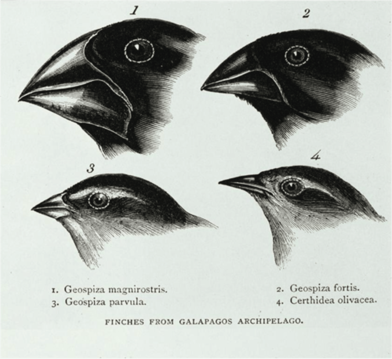 <p>beak shape is determined by the availability of food</p>