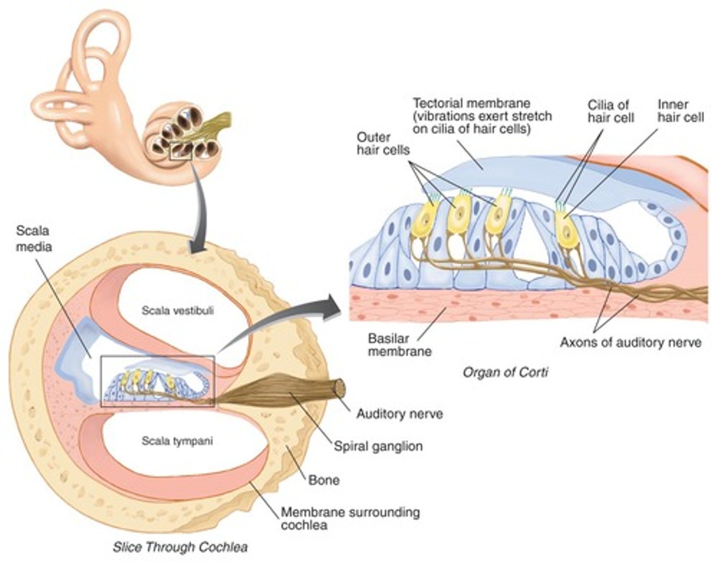<p>Flow of the fluid in the cochlea produced by the vibration of the stapes results in the displacement of basilar membrane.</p>