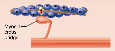 <p>Which selection best describes the initial event in contraction?</p><p></p><p>Calcium binds actin to myosin to begin the cross bridge cycle.</p><p>Tropomyosin binds to myosin heads and actin bridges with tropomyosin.</p><p>Myosin heads bind to the newly exposed myosin-binding sites on actin to form cross bridges.</p><p>The myofilaments slide closer together.</p>