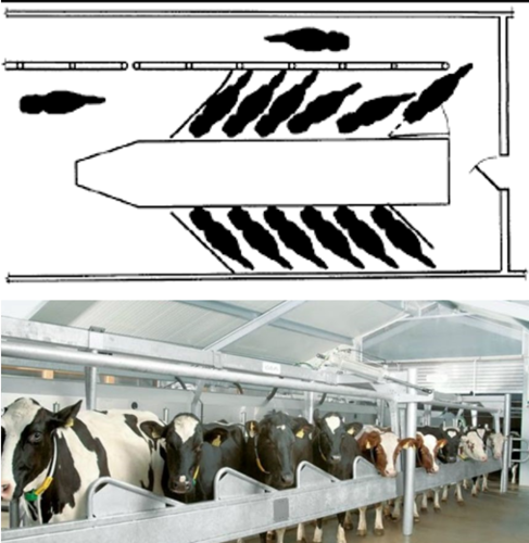 <p>What kind of milking parlor is this?</p>