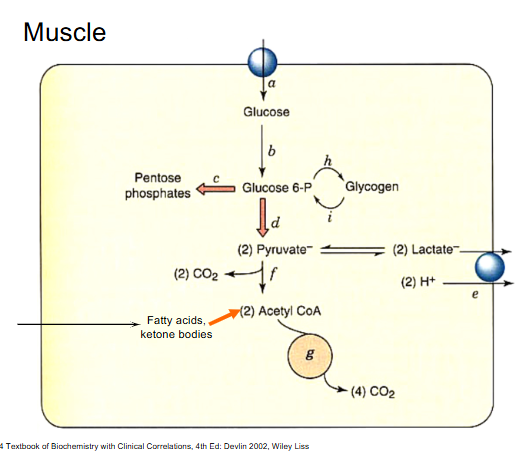<p>Muscle DIagram</p>