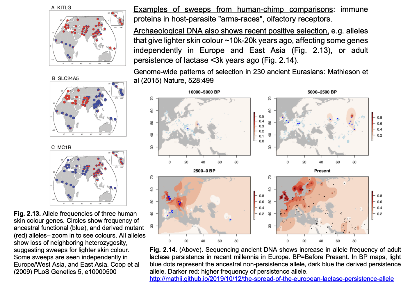 <ol><li><p>e.g 1→ alleles that give lighter skin colour→ 10k-20k years ago</p><ul><li><p>affecting some genes<strong> independently in Europe and East Asia</strong></p></li></ul></li></ol><ol start="2"><li><p>e.g 2→ adult persistence of lactase→ &lt;3k years ago</p></li></ol><p></p><p></p>