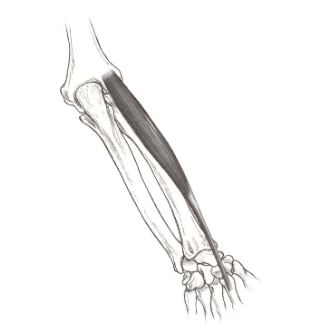 <p><strong>Origin</strong>: lateral epicondyle of humerus</p><p><strong>Insertion</strong>: 2nd and 3rd metacarpals</p><p><strong>Actions</strong>: wrist extension, radial deviation</p>