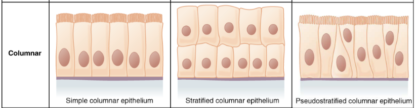 <p>column-shaped cells</p>