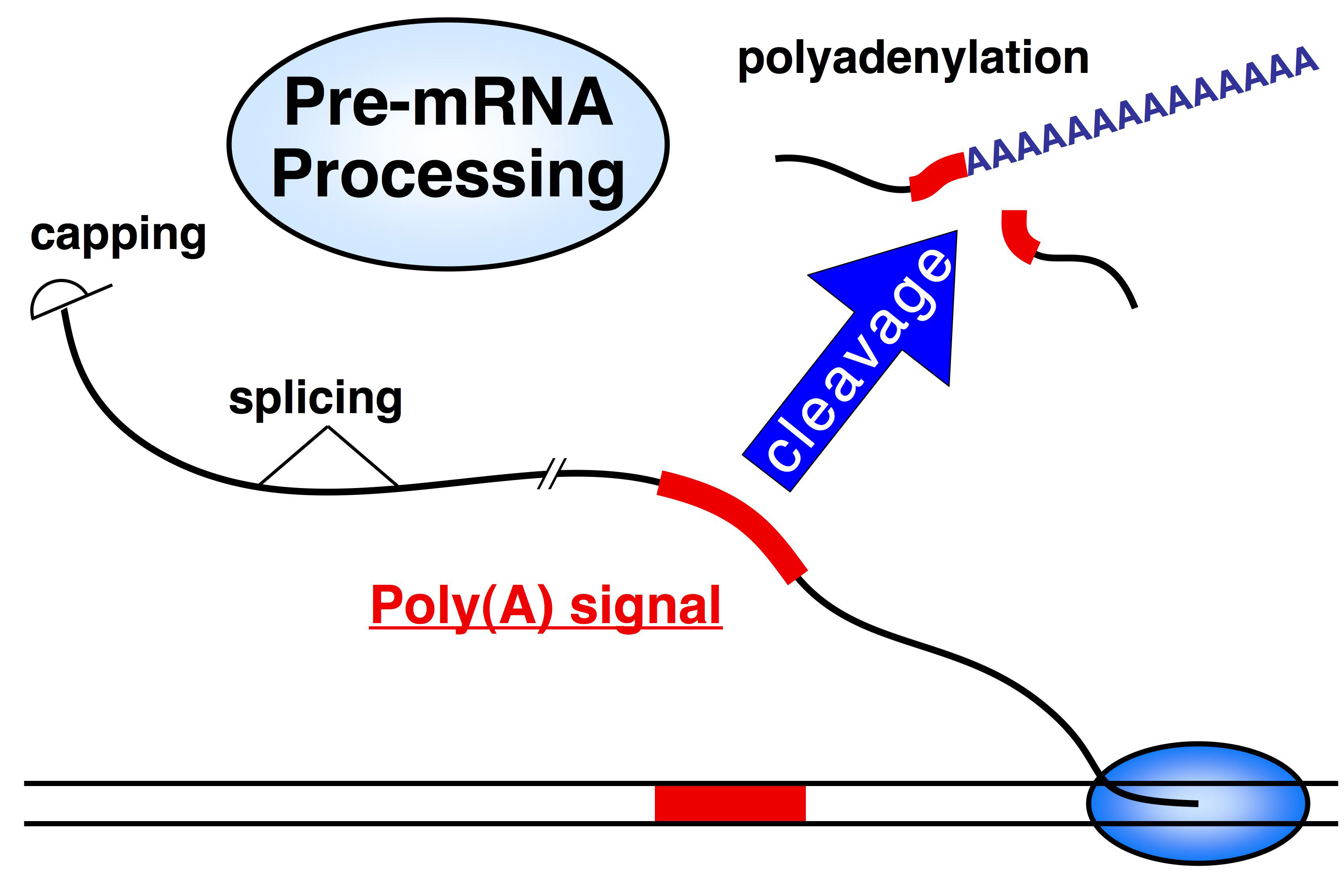 <p>A protein complex involved in 3' end processing of pre-mRNA; it recognizes and binds downstream of the polyadenylation signal to promote mRNA cleavage.</p>