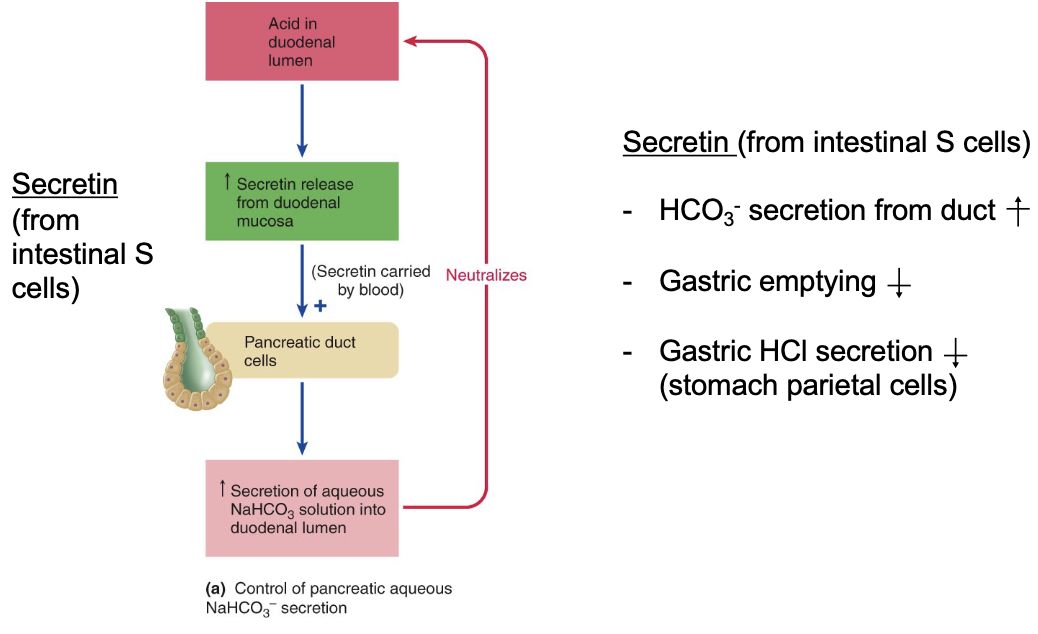<p>secretin released in response to acid in duodenum separates endocrine cells called S cells which trigger the release of secretin</p><ul><li><p>goes around in the duct cells which release bicarbonate and neutralize acid → a feedback loop</p></li></ul><p></p>