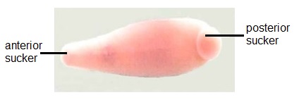 <p>Preserved leech </p>