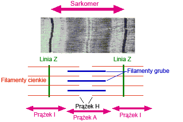 <p><strong>Sarkomer</strong> – podstawowa jednostka kurczliwa mięśnia poprzecznie prążkowanego to odcinek o długości 2-3 µm między prążkami Z</p><ul><li><p>.Miofibryle, ich pęczki i komórki mają prążkowanie poprzeczne.</p></li></ul><p></p><ul><li><p><strong>Błona Z</strong> – przyczep filamentów aktynowych (z a-aktyny i desminy).</p></li><li><p><strong>Błona M</strong> – miejsce przyczepu filamentów miozynowych (z miozyny i miomezyny).</p></li><li><p><strong>Prążek H</strong> – jaśniejszy pas po obu stronach błony M.</p></li><li><p><strong>Tityna</strong> – białko rozciągające się od prążka Z do M.</p></li><li><p><strong>Nebulina</strong> – białko owija się wokół filamentów aktynowych</p></li></ul><p></p>