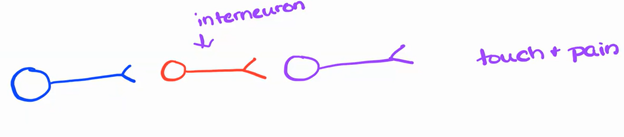 <p><span>-</span><span style="font-size: 7pt; font-family: &quot;Times New Roman&quot;">&nbsp;&nbsp;&nbsp;&nbsp;&nbsp;&nbsp;&nbsp; </span>One presynaptic neuron, one postsynaptic neuron, and maybe another neuron</p><p class="MsoListParagraphCxSpMiddle"><span>-</span><span style="font-size: 7pt; font-family: &quot;Times New Roman&quot;">&nbsp;&nbsp;&nbsp;&nbsp;&nbsp;&nbsp;&nbsp; </span>The middle one (postsynaptic neuron) would be the interneuron</p><p class="MsoListParagraphCxSpMiddle"><span>-</span><span style="font-size: 7pt; font-family: &quot;Times New Roman&quot;">&nbsp;&nbsp;&nbsp;&nbsp;&nbsp;&nbsp;&nbsp; </span>First order, second order, third order neurons</p><p class="MsoListParagraphCxSpLast"><span>-</span><span style="font-size: 7pt; font-family: &quot;Times New Roman&quot;">&nbsp;&nbsp;&nbsp;&nbsp;&nbsp;&nbsp;&nbsp; </span>Touch and pain, sensory</p>