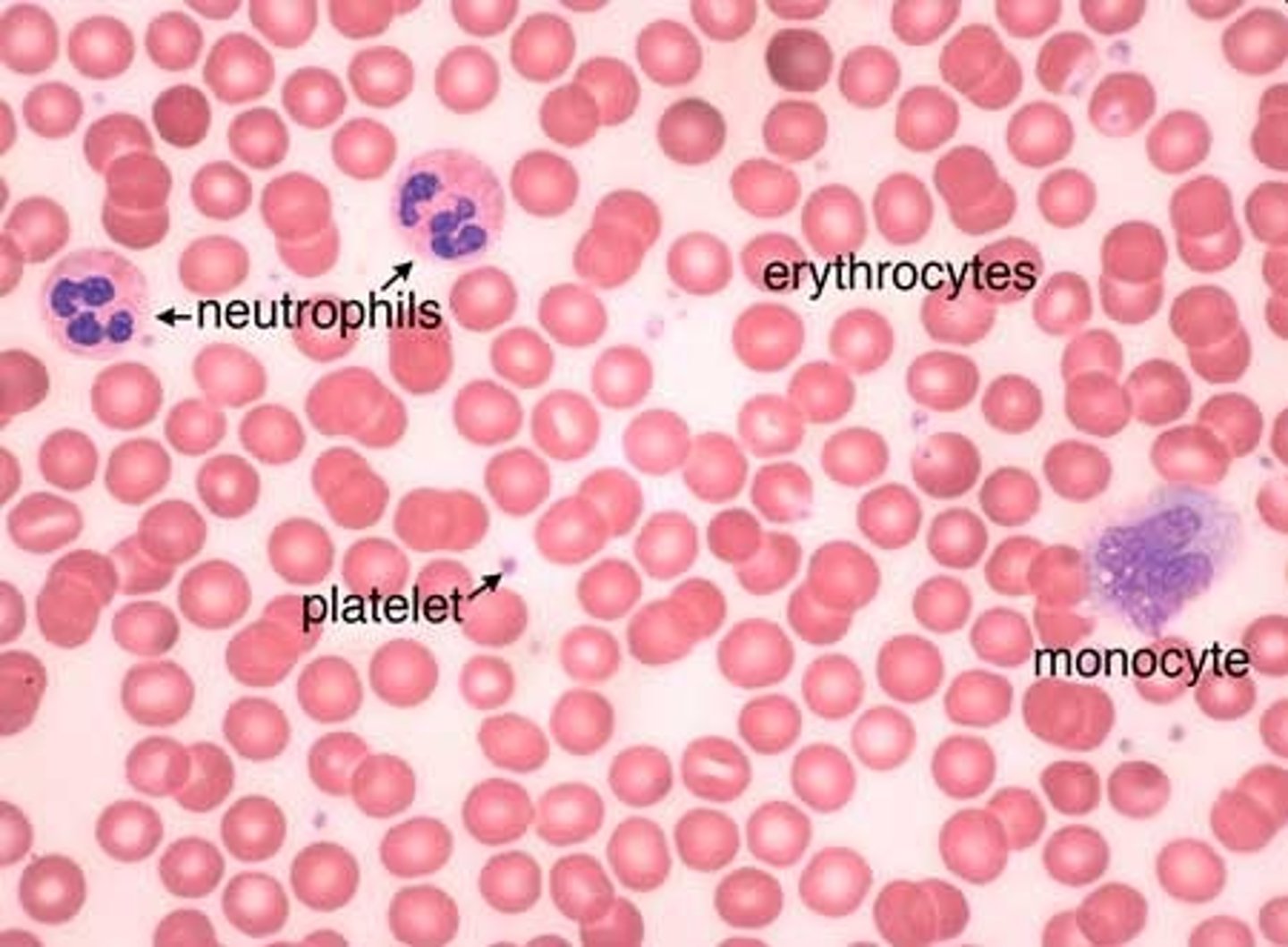 <p>Cells: Erythrocyte, Leukocyte</p><p>Platelet- not a cell</p><p>Matrix: liquid plasma</p><p>Function: fluid extracellular matrix used to transport substances throughout the body.</p>