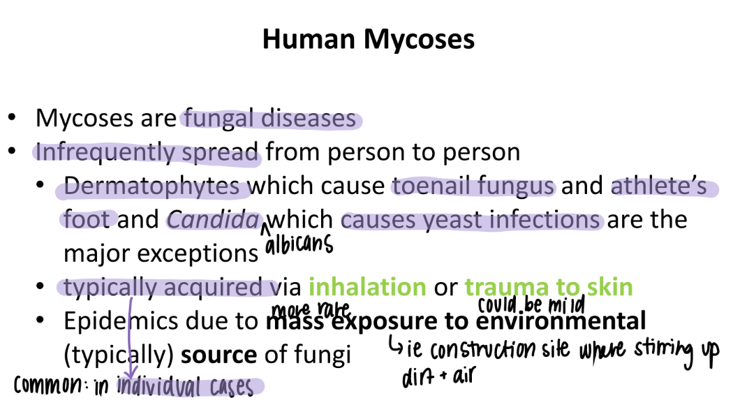 <p>human FUNGAL disease </p>