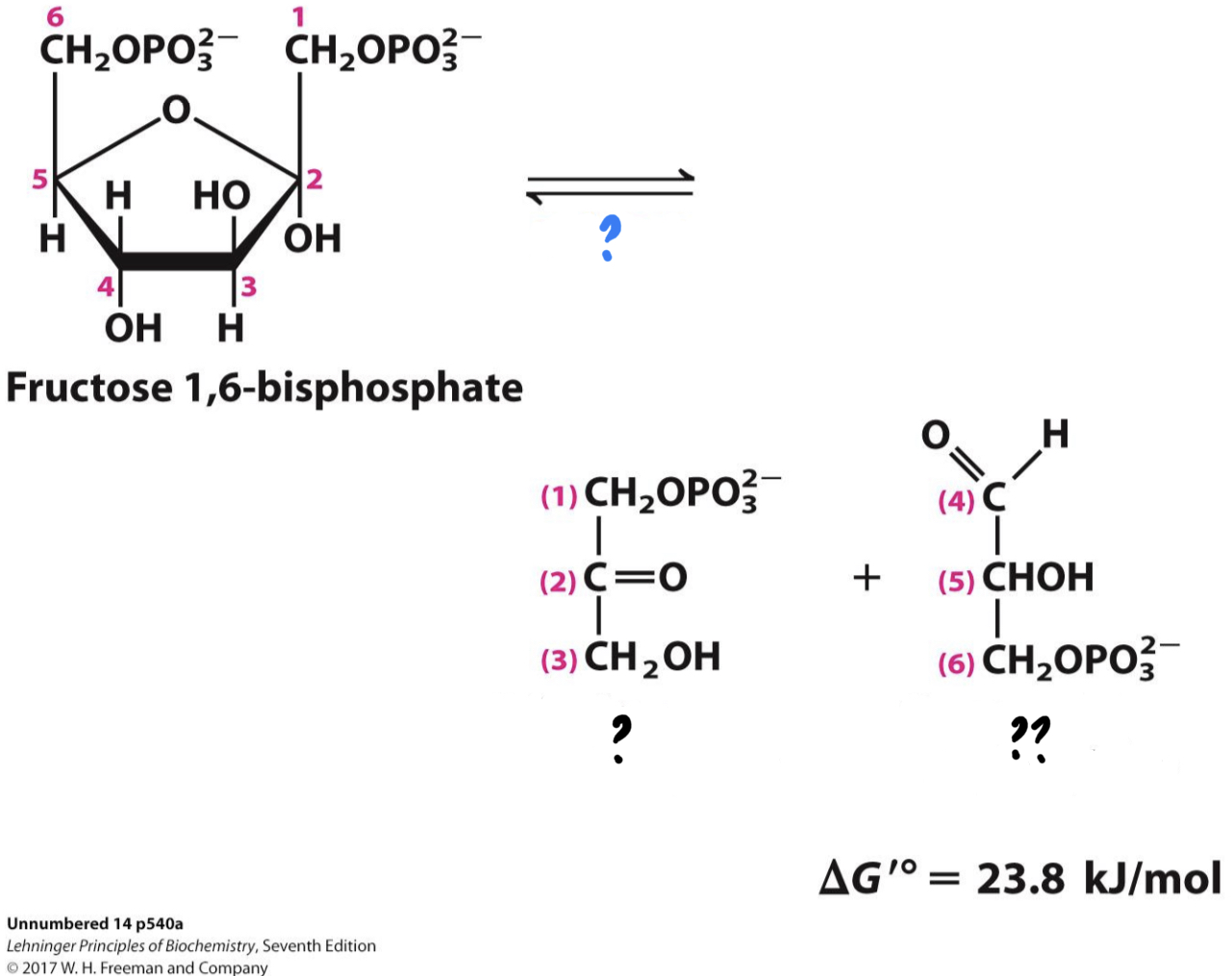 <ul><li><p>_________ cleaves the sugar molecule into two different three-carbon sugars.</p></li></ul>