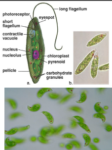 <p>Euglena</p>