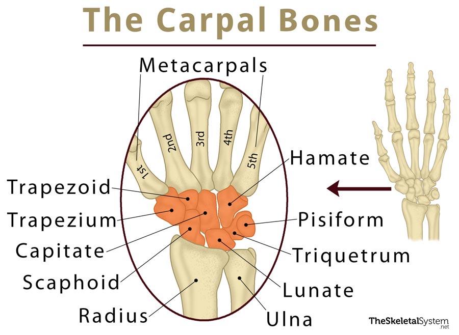 <p>Mnemonic: Sally Left The Party To Take Cindy Home</p><p></p><p>8</p><p>Scaphoid</p><p>Lunate</p><p>Triquetrum</p><p>Pisiform</p><p>Trapezium</p><p>Trapezoid</p><p>Capitate</p><p>Hamate</p>