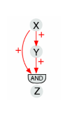 <p>This image shows a ____ feed-forward loop.</p>