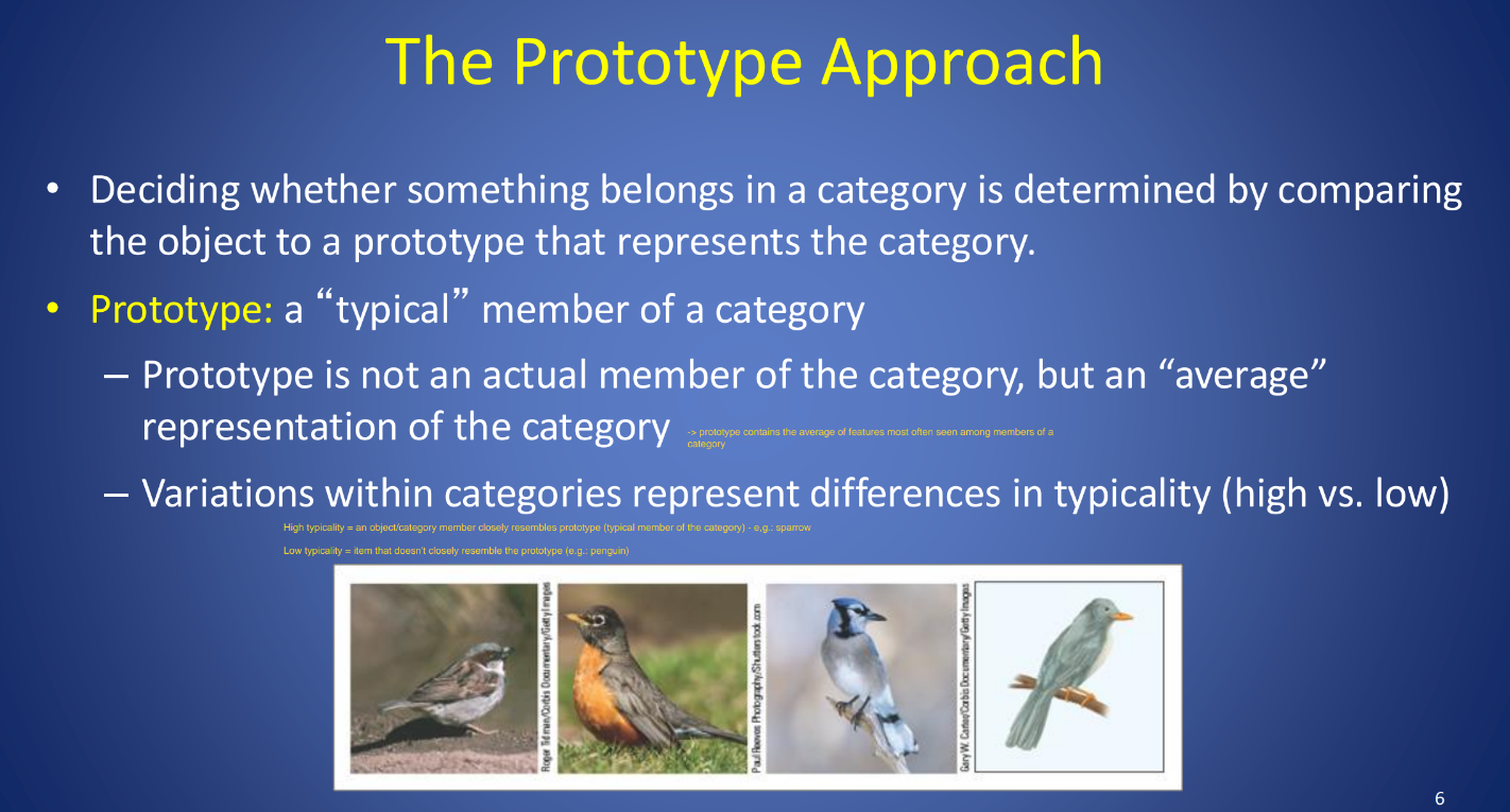 <p><strong>Strong positive relationship between </strong></p><p><strong>prototypicality and family resemblance.</strong></p><ul><li><p>item w/ large amount of overlap with characteristics of other items in the category = family resemblance of these items is high.</p></li></ul><p></p><p><strong>Typicality Effect: </strong>Items w/ high prototypicality are processed preferentially </p><ul><li><p><em>e.g. when asked to list items from ‘fruit’ category, we think of ‘apple’ before ‘pomegranate’. We’re also faster @ determining that ‘apple’ belongs to ‘fruit’ category.</em></p></li><li><p><em>occurs w/ colors too - we process rich green (primed color) more preferentially than light green (low typicality)</em></p></li></ul><p></p>