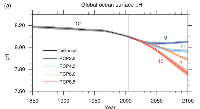 <p><strong><u>Ambient v Elevated: Dawn of Acidification: Figure 1</u></strong></p><ul><li><p>We see evidence pointing towards elevated temperatures perhaps exasperating the effects of ocean acidification BUT it is not statistically significant as it all overlaps</p></li></ul><p></p><p></p><p><strong><u>Projections of Future Ocean pH and its Impacts: Figure 2</u></strong></p><ul><li><p>We used to be around 8.2 pH but since 2000 we have dipped down to around 8.1</p></li></ul><ul><li><p><strong>Worst case scenario is dropping to 7.75 by end of century</strong></p></li><li><p><span style="color: blue"><strong>Best case scenario is continues to decrease but levels out at 8.05 [Representative Concentration Pathway (RCP) 2.6]</strong></span></p><ul><li><p>The rest [RCP 4.5, 6.0, and 8.5] each dip below 8 pH by 2100.</p></li></ul></li></ul><p></p><p>Future Projections of Ocean pH and its impacts</p><ul><li><p>Will pretty much worldwide continue to drop and get more acidic</p></li><li><p>Risks to mollusk and crustacean populations</p></li><li><p>Along with risks to cold-water and warm-water corals</p></li><li><p>STRONGER decrease in pH at the North pole than everywhere else</p><ul><li><p>It absorbs more CO2 due to colder water temperatures</p><ul><li><p><strong><u>As temperatures DECREASE, the solubility of gasses in liquids INCREASE </u></strong></p></li></ul></li></ul></li></ul><p></p>