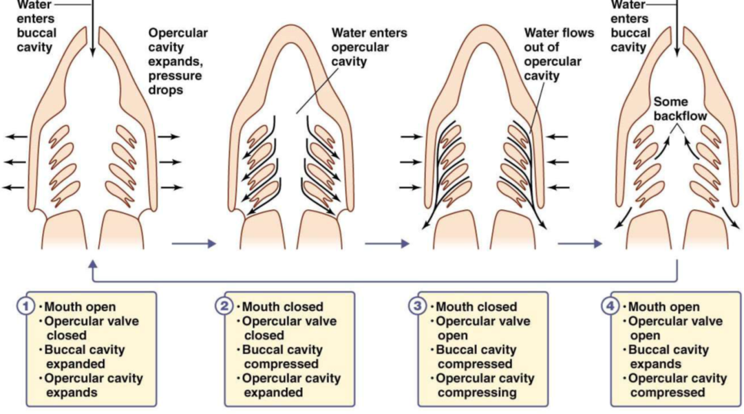 <ol><li><p>Fish mouth opens, so buccal cavity is lowered so volume in buccal cavity increases, pressure inside decreases and water enters down a pressure gradient</p></li><li><p>Fish mouth closed, buccal cavity floor rises so volume decreases and pressure increases, this means water is forced over gills into opercular cavity</p></li><li><p>Opercular cavity contracts (volume decreases). Pressure increases in opercular cavity. Water is forced out through the operculum</p></li></ol><p></p>