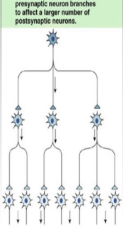 <p>neural circuit that spreads info</p>