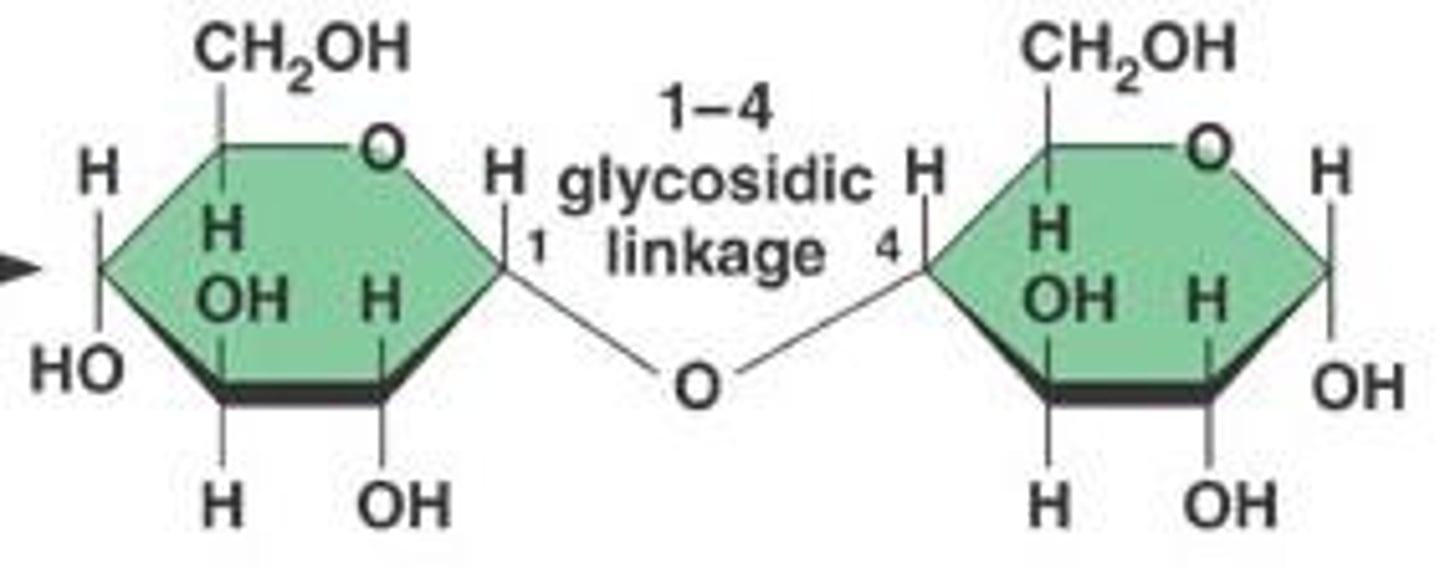 <p>Sugars in disaccharides are connected by a covalent bond called a glycosidic bond.</p>