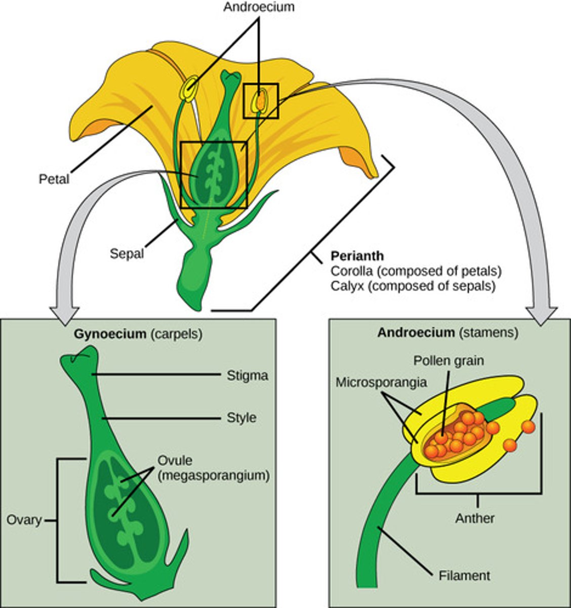 <p>1. anther<br>2. stalk<br>3. filament</p>