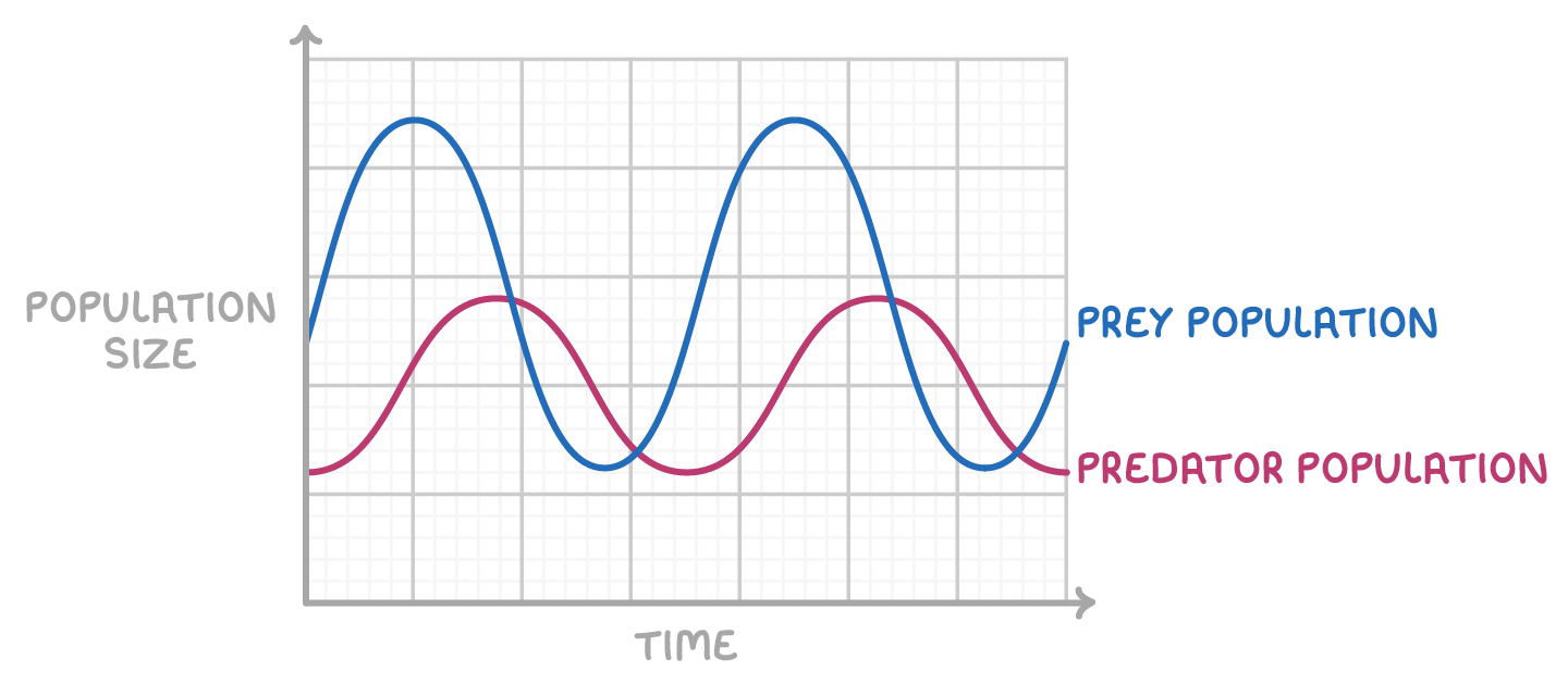 <ul><li><p>size of predator and prey pop both fluctuate</p></li><li><p>there will always be more prey than predators</p></li><li><p>the size of the prey population will always change before the predator population - lag time&nbsp;</p></li></ul><p></p>